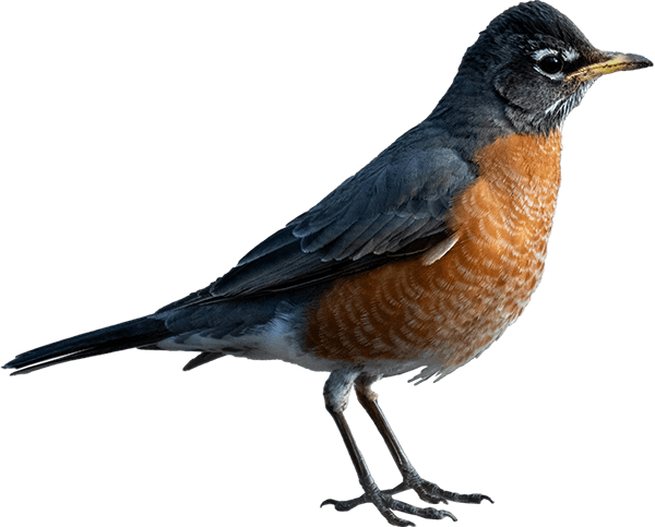 American Robin