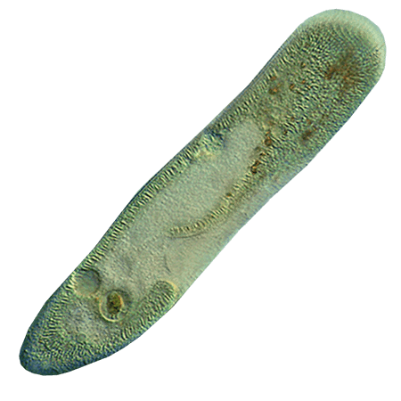 Paramecium