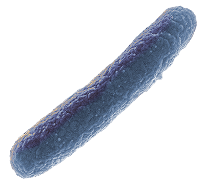 E. Coli